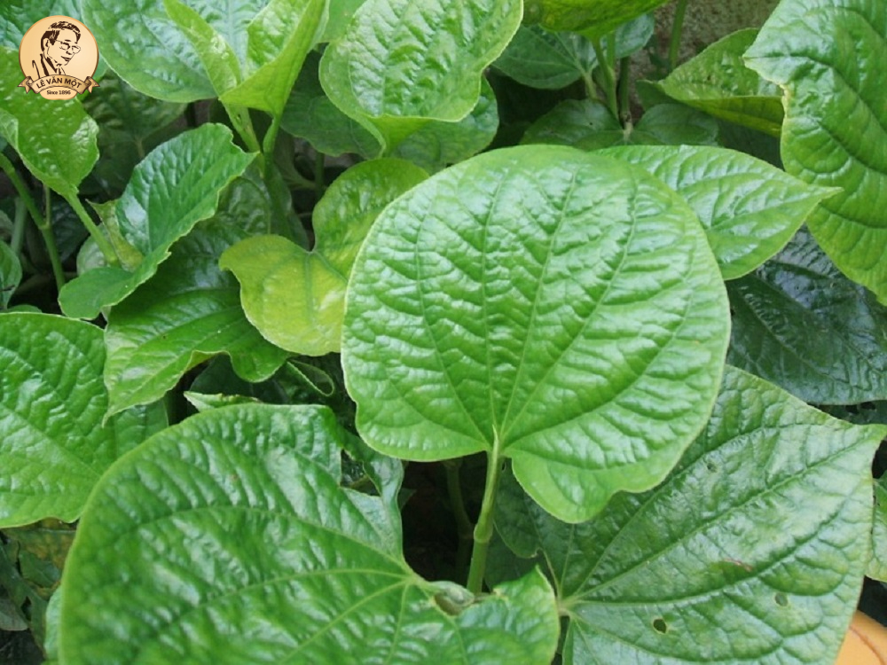 Cách chữa viêm xoang bằng lá lốt