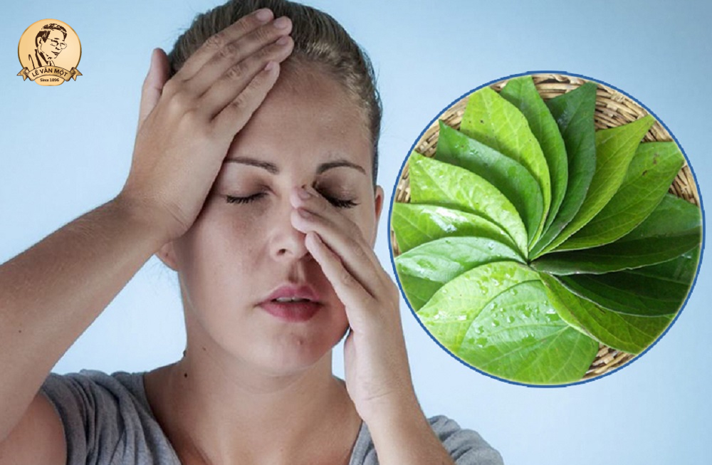 Cách chữa viêm xoang bằng lá lốt