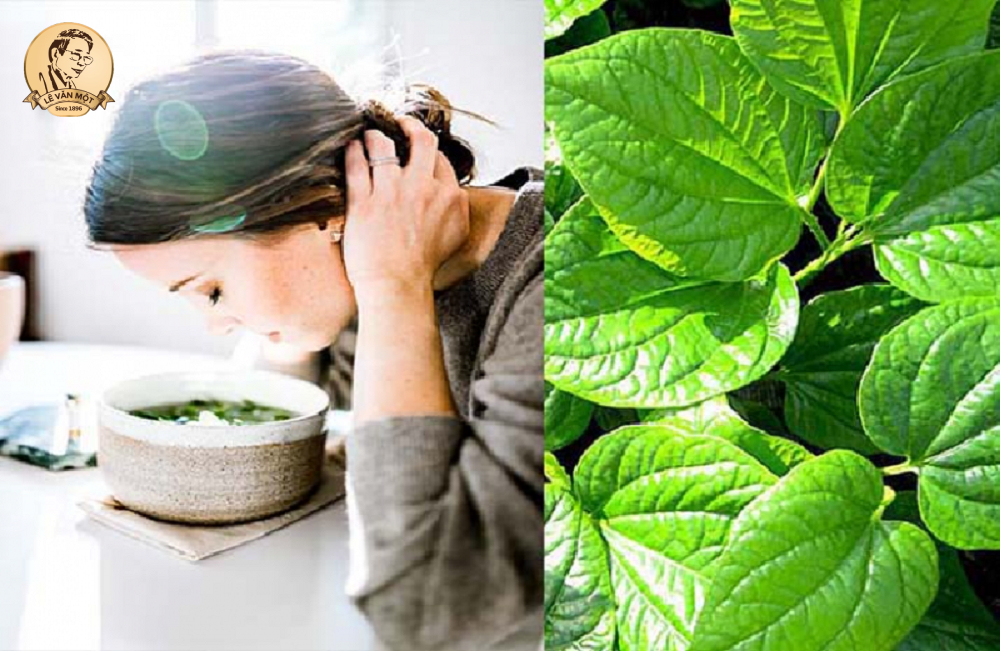 Cách chữa viêm xoang bằng lá lốt