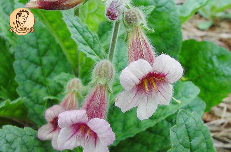 Bài thuốc trị rụng tóc