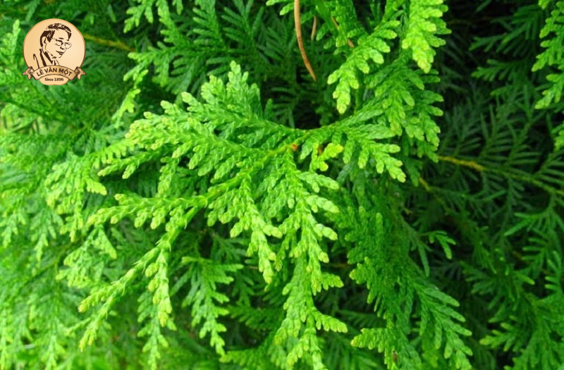 Bài thuốc trị rụng tóc