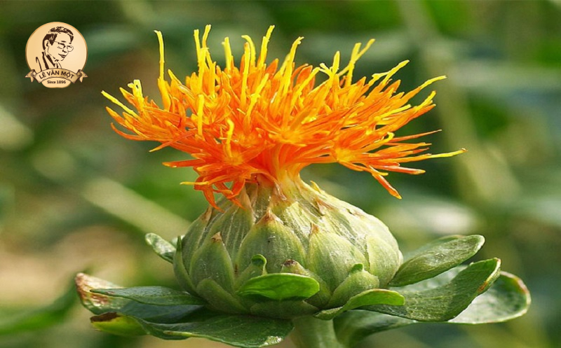 Bài thuốc trị rụng tóc