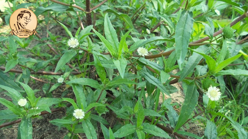 Bài thuốc trị rụng tóc