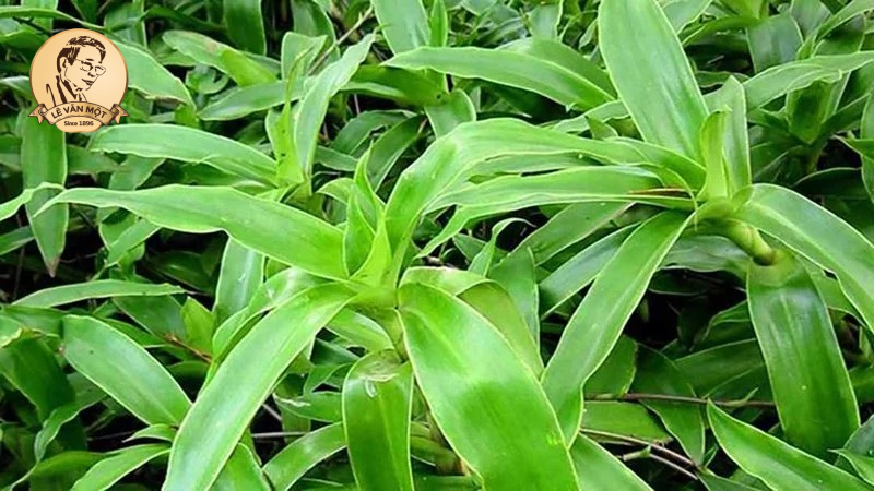 Cách dùng cây lược vàng chữa đau dạ dày