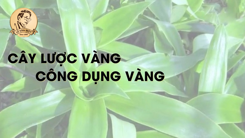 Cách dùng cây lược vàng chữa đau dạ dày