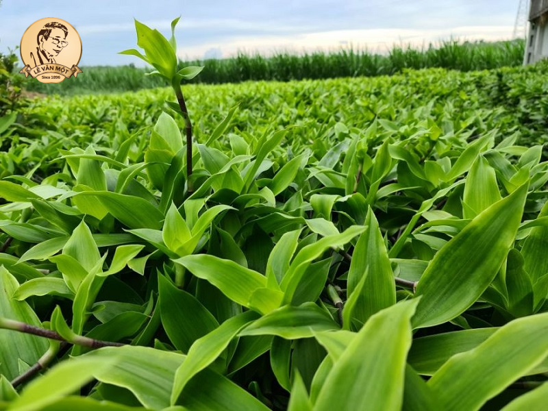 Cách dùng cây lược vàng chữa đau dạ dày