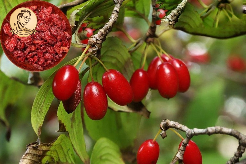 Cây thuốc nam chữa bệnh ra mồ hôi nhiều