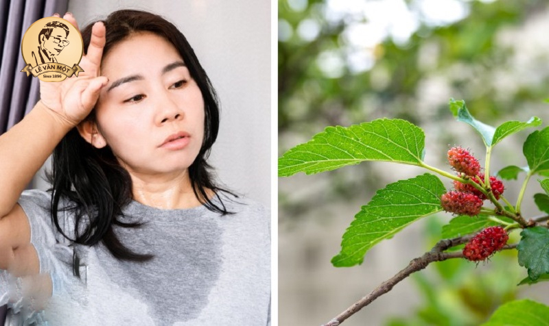 Cây thuốc nam chữa bệnh ra mồ hôi nhiều