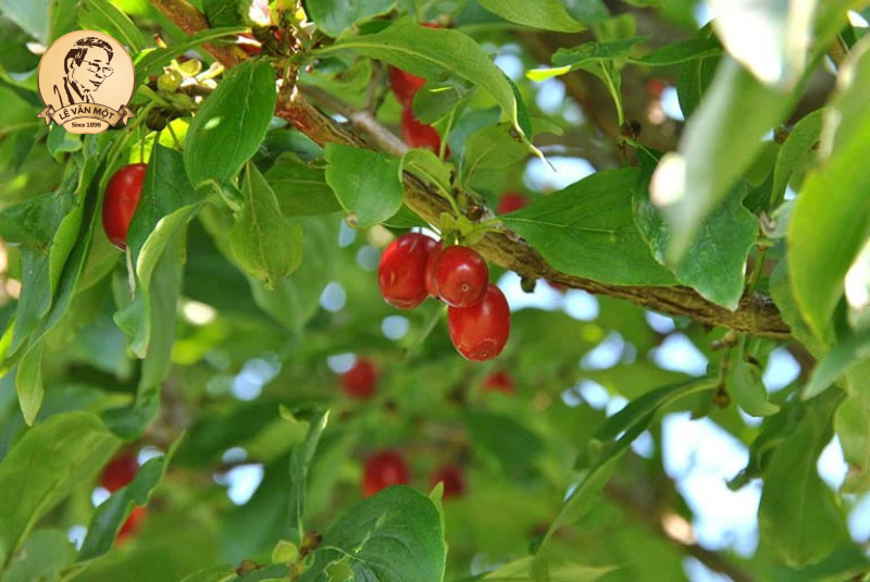 Cây thuốc nam chữa bệnh ra mồ hôi nhiều