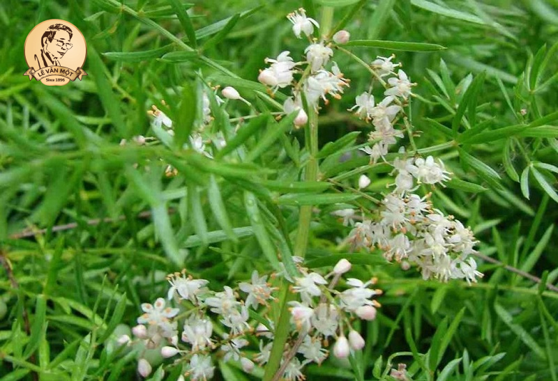 Cây thuốc nam chữa bệnh ra mồ hôi nhiều