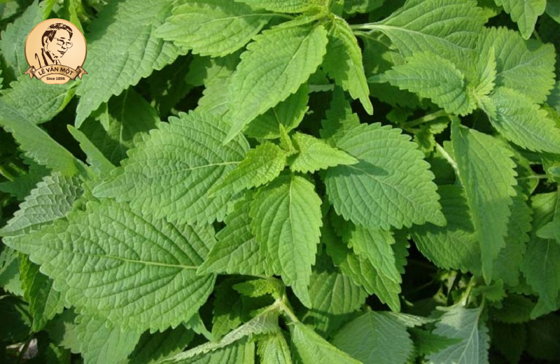 Chữa viêm mũi dị ứng bằng đông y