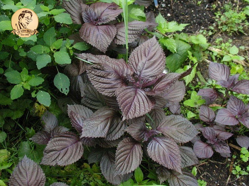 Chữa viêm mũi dị ứng bằng đông y