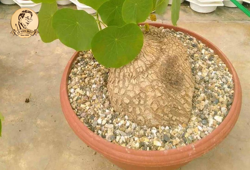 Củ bình vôi chữa được bệnh gì