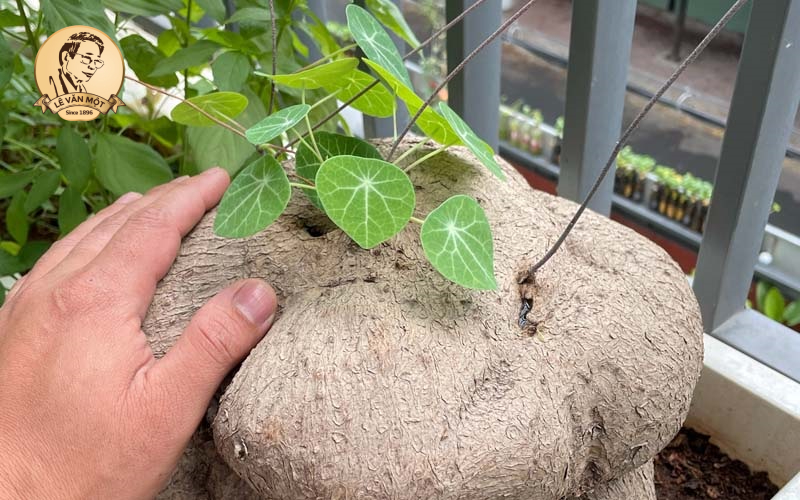 Củ bình vôi chữa được bệnh gì