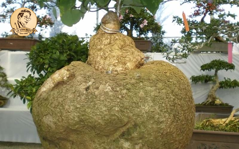 Củ bình vôi chữa được bệnh gì