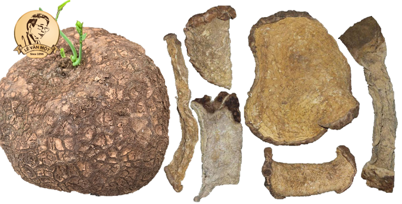 Củ bình vôi chữa được bệnh gì