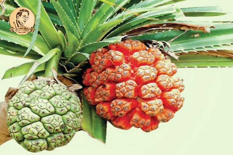 Tác dụng của lá dứa dại