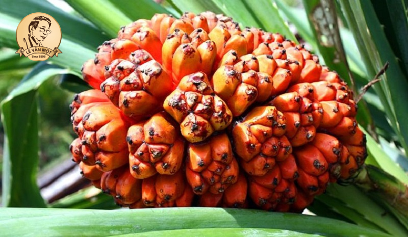 Tác dụng của lá dứa dại