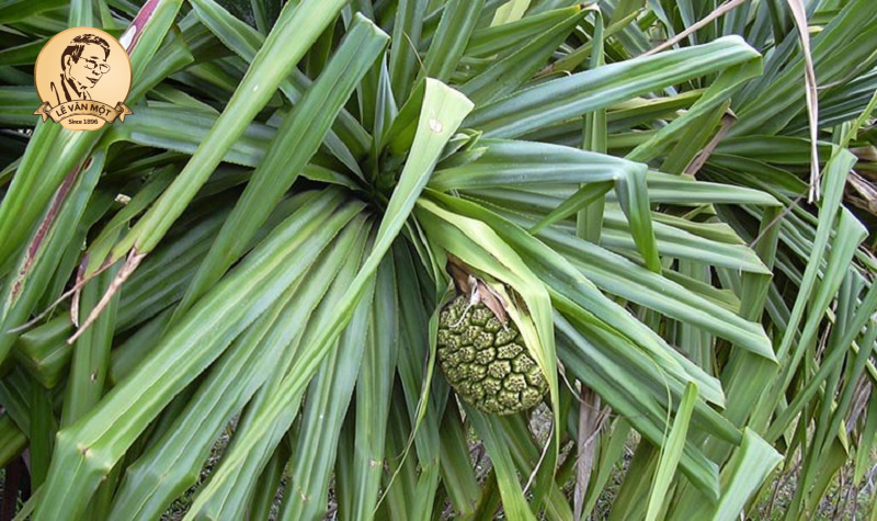 Tác dụng của lá dứa dại