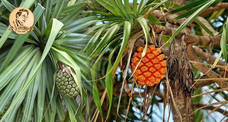 Tác dụng của lá dứa dại