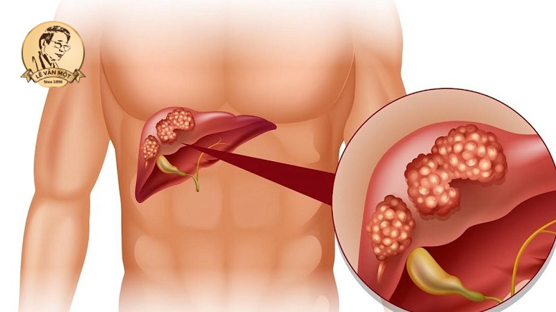 Tầm quan trọng của gan