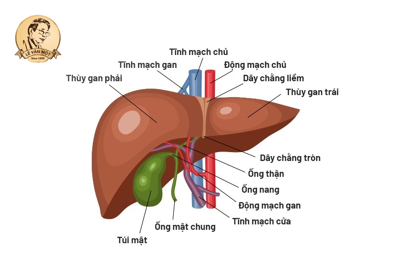 Tầm quan trọng của gan