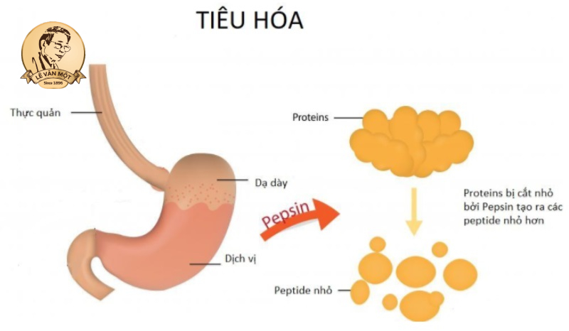 Tầm quan trọng của gan