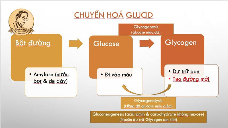 Tầm quan trọng của gan