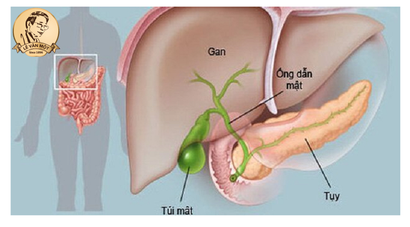 Tầm quan trọng của gan