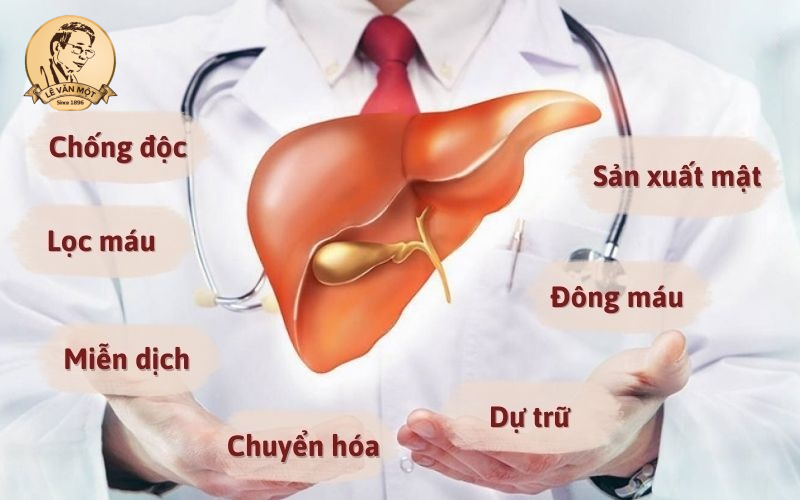 Tầm quan trọng của gan