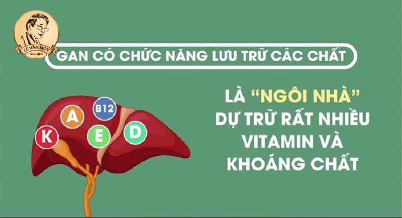 Tầm quan trọng của gan