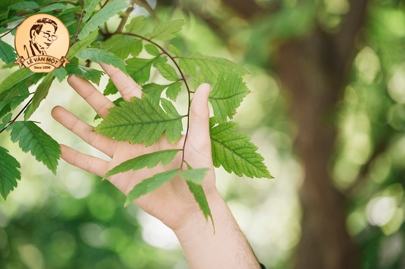 Thuốc nam trị đau nhức xương khớp