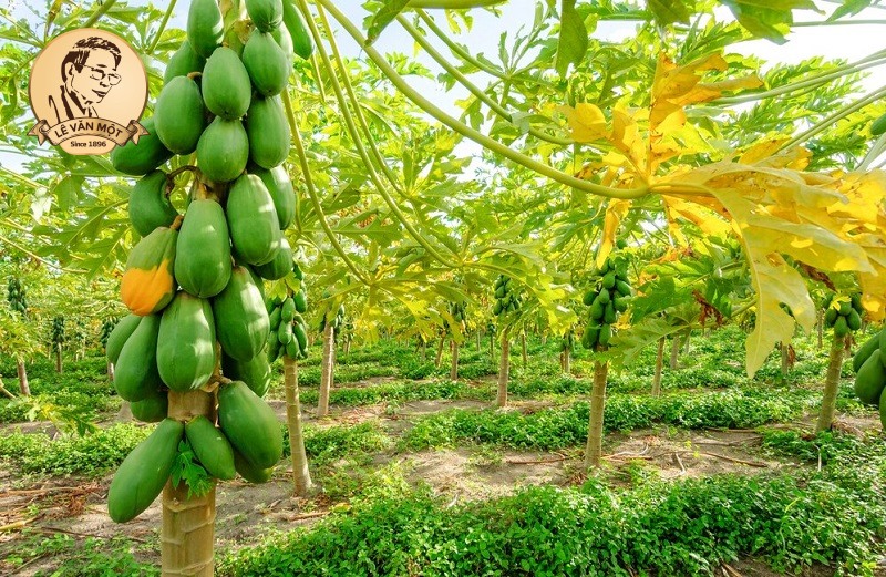 Thuốc nam trị đau nhức xương khớp