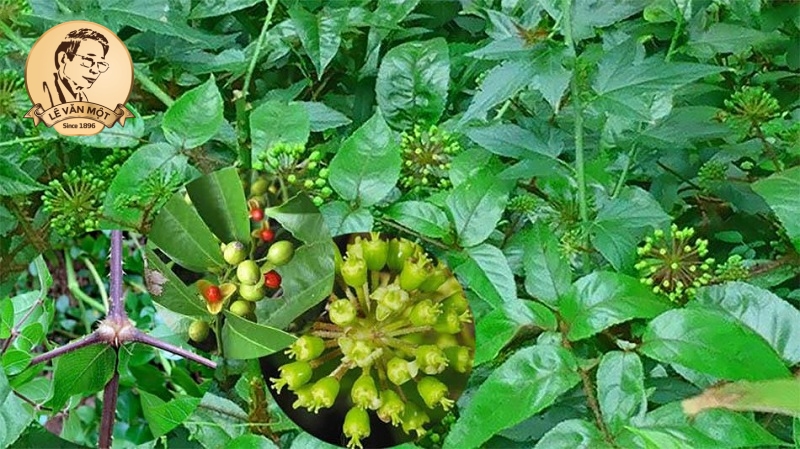 Thuốc nam trị đau nhức xương khớp