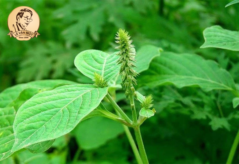 Thuốc nam trị đau nhức xương khớp