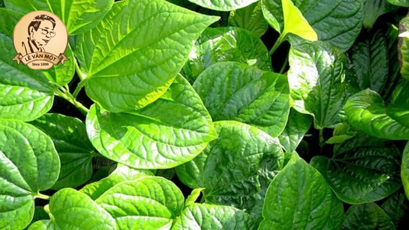 Thuốc nam trị đau nhức xương khớp