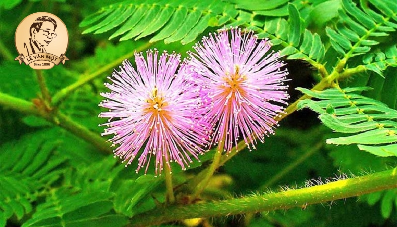 Thuốc nam trị đau nhức xương khớp