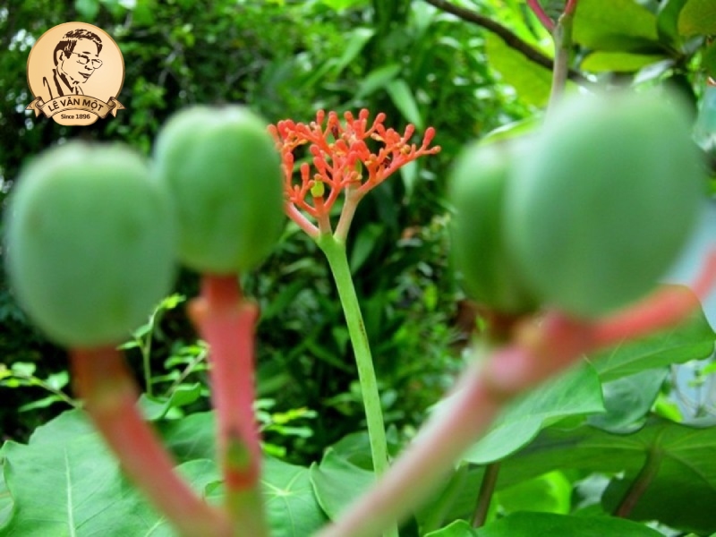 Thuốc nam trị đau nhức xương khớp