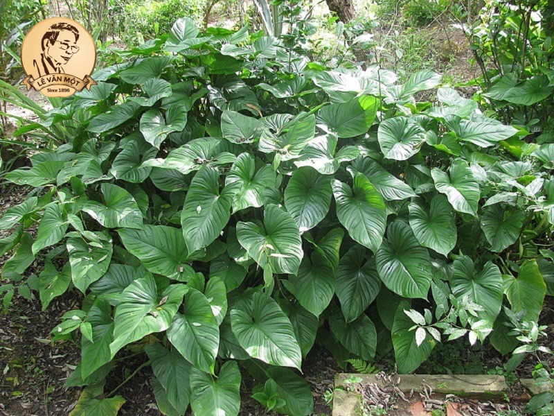 Thuốc nam trị đau nhức xương khớp