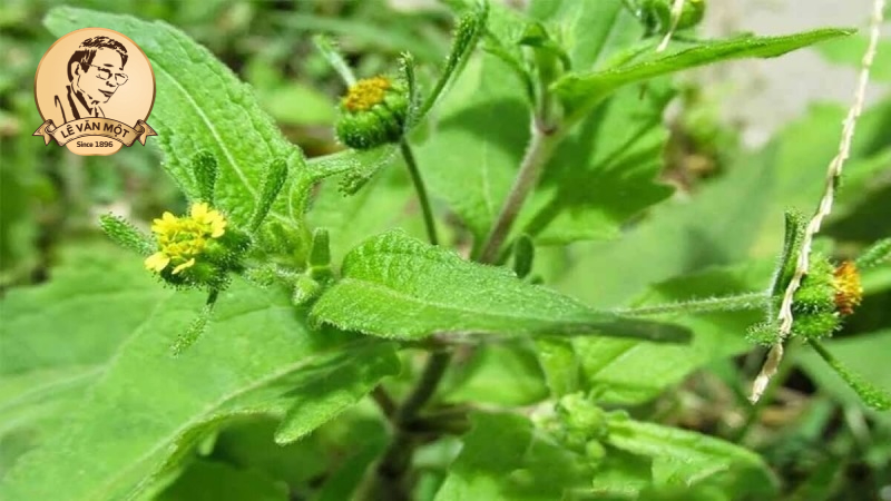 Thuốc nam trị đau nhức xương khớp