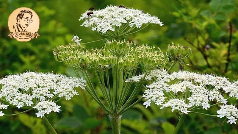 Thuốc nam trị đau nhức xương khớp