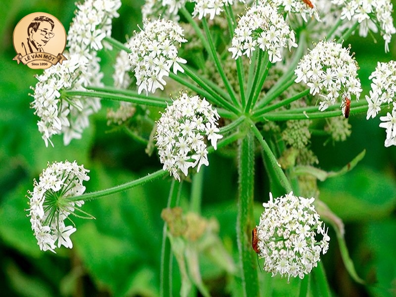 Thuốc nam trị đau nhức xương khớp