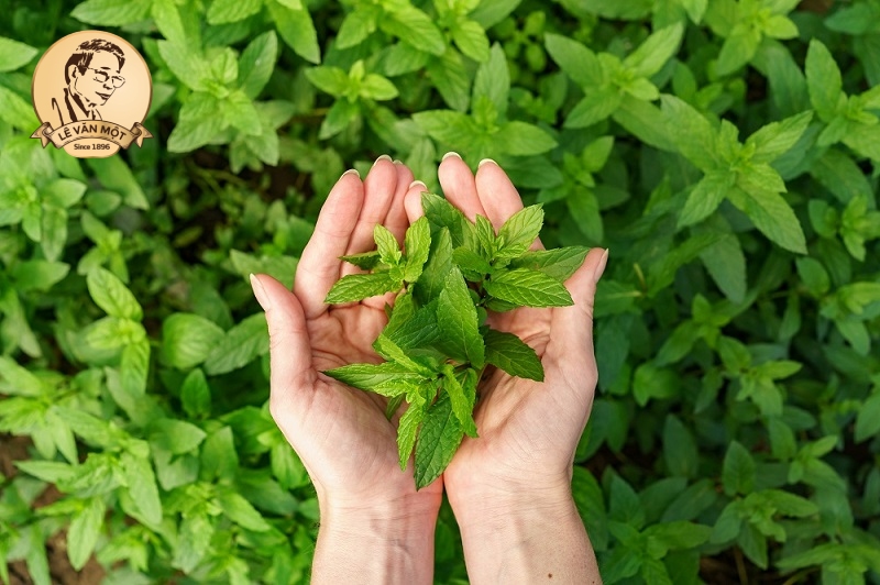 Thuốc nam trị đau nhức xương khớp