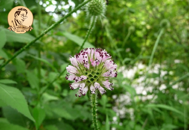 Thuốc nam trị đau nhức xương khớp