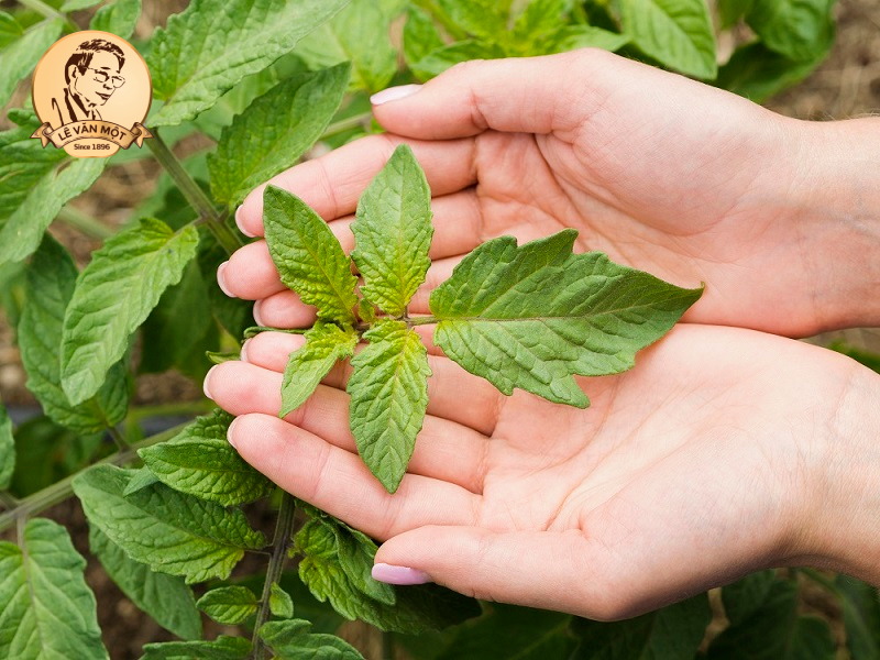 Thuốc nam trị đau nhức xương khớp