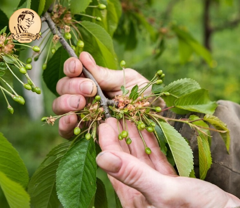 Thuốc nam trị đau nhức xương khớp