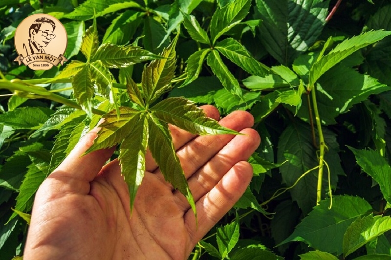 Thuốc nam trị đau nhức xương khớp