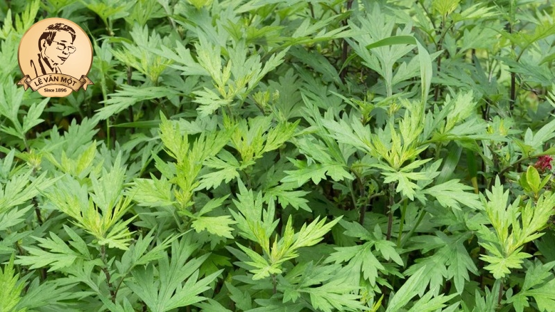 Thuốc nam trị đau nhức xương khớp