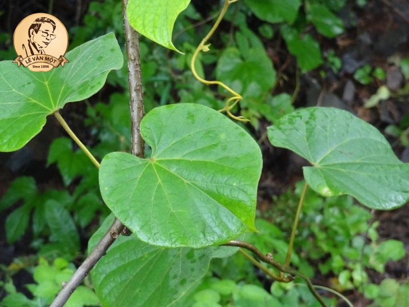 Thuốc nam trị đau nhức xương khớp