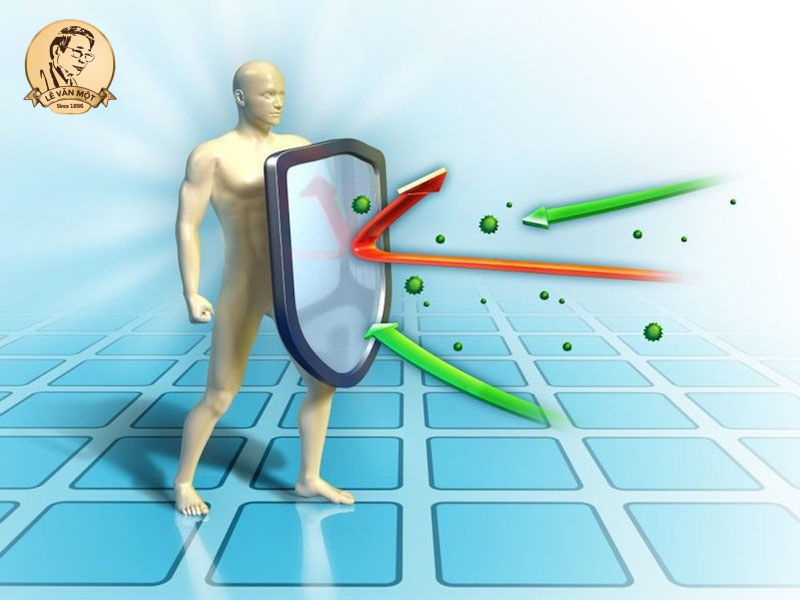 trà hoa cúc trắng hay vàng tốt hơn